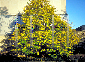 Picture of Tilia cordata 