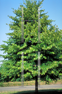 Picture of Tilia cordata 'Glenleven'