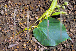 Picture of Tilia cordata 'Glenleven'