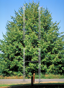 Picture of Tilia cordata 'Greenspire'