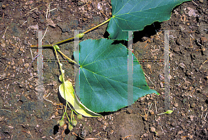 Picture of Tilia cordata 'Greenspire'