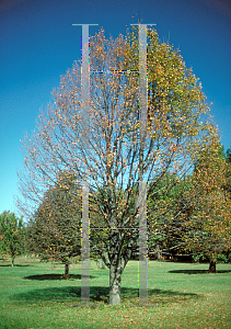 Picture of Tilia cordata 'Greenspire'