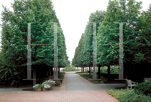 Picture of Tilia cordata 'Greenspire'