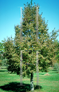 Picture of Tilia cordata 'June Bride'