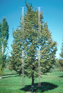 Picture of Tilia cordata 'Rancho'