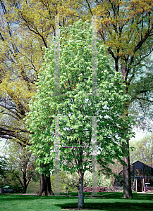 Picture of Tilia tomentosa 