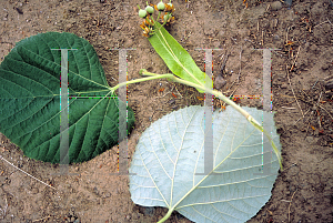 Picture of Tilia tomentosa 