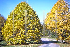 Picture of Tilia tomentosa 