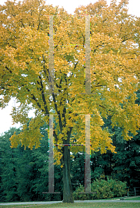 Picture of Ulmus americana 