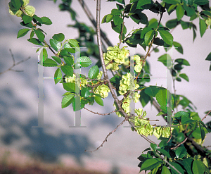 Picture of Ulmus pumila 