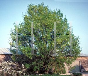 Picture of Ulmus pumila 