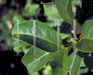 Picture of Viburnum odoratissimum 