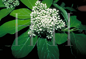 Picture of Viburnum odoratissimum var. awabuki 