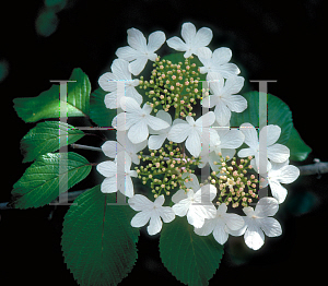 Picture of Viburnum plicatum f. tomentosum 