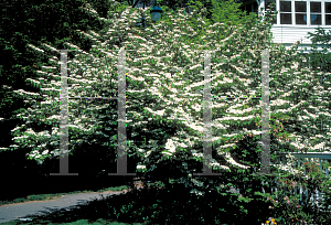 Picture of Viburnum plicatum f. tomentosum 