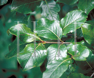 Picture of Viburnum rufidulum 