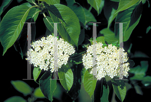 Picture of Viburnum rufidulum 