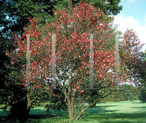 Picture of Viburnum rufidulum 