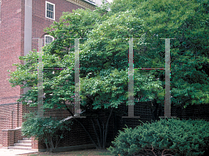 Picture of Viburnum sieboldii 