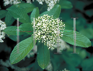 Picture of Viburnum sieboldii 