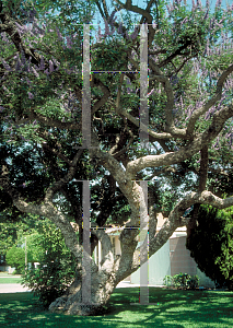 Picture of Vitex agnus-castus 