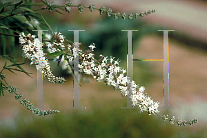 Picture of Vitex agnus-castus 'Alba'