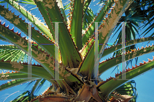 Picture of Washingtonia robusta 