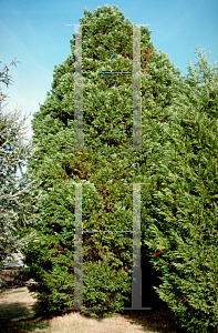 Picture of X Cupressocyparis leylandii 