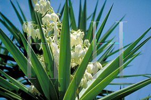 Picture of Yucca elephantipes 