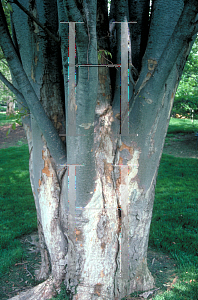 Picture of Zelkova serrata 