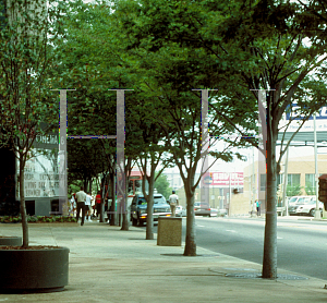 Picture of Zelkova serrata 