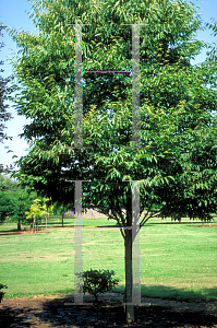 Picture of Zelkova serrata 'Green Vase'