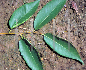 Picture of Zelkova serrata 'Green Vase'