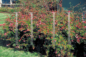 Picture of Abelia  'Edward Goucher'