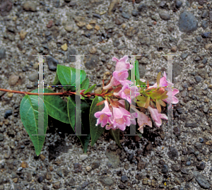 Picture of Abelia  'Edward Goucher'