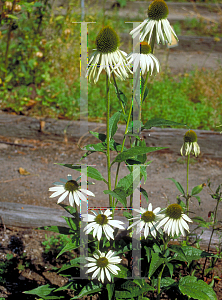 Picture of Echinacea purpurea 'White King'