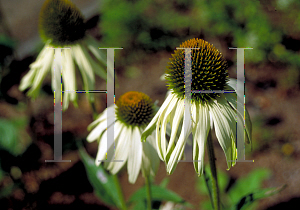 Picture of Echinacea purpurea 'White King'