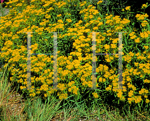 Picture of Flaveria linearis 