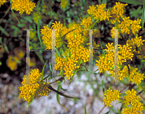 Picture of Flaveria linearis 