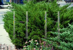Picture of Juniperus chinensis 'Monlep (Mint Julep)'