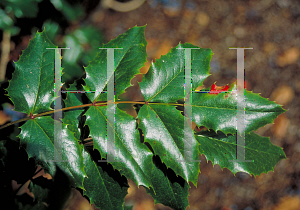 Picture of Mahonia aquifolium 