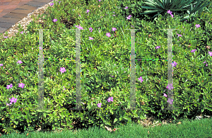 Picture of Ruellia caroliniensis 