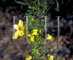 Picture of Senna polyphylla 