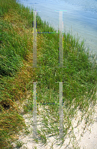 Picture of Spartina alternifolia 