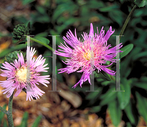 Picture of Stokesia laevis 