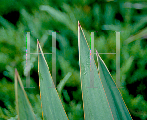 Picture of Yucca aloifolia 