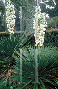 Picture of Yucca aloifolia 