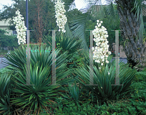 Picture of Yucca aloifolia 