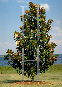 Picture of Magnolia grandiflora 'Little Gem'