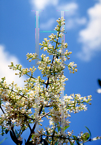 Picture of Lagerstroemia indica 